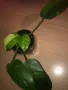 Philodendron Jose Buono , снимка 2