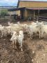 Продавам кози, снимка 1 - Кози - 45701978