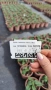 Салвия Мистично Синьо, Salvia 'Misty' blue или по-известна като Градински чай!!, снимка 6