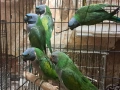 продавам папагали китаиски александар 3 женски 2023 г, снимка 2