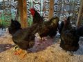 Разплодно ято черен австралорп, снимка 1 - Кокошки и пуйки - 45558868