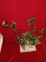 Стайни цветя- Хоя /Восъчниче (Hoya Carnosa), Сансевиера мини, Хлорофитум, Традесканции Pale Puma , снимка 11