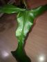 Philodendron Joepii, снимка 2