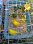 Папагали какарики 
