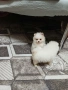Mini Pomeran, снимка 4