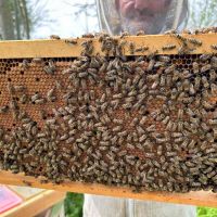 Продавам пчелни семейства и отводки , снимка 3 - За пчели - 45179835
