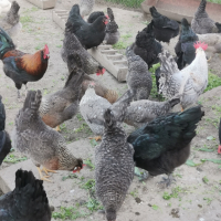 Продавам яйца от великденски носачки-новото поколение, снимка 12 - Кокошки и пуйки - 45061583