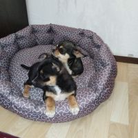 Продавам малко женско куче, снимка 3 - Чихуахуа - 45399678