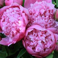 Розов кичест божур, снимка 2 - Градински цветя и растения - 45341853