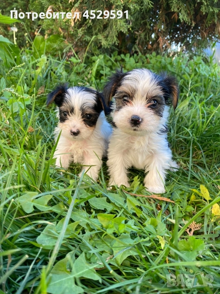 Бивер Бивър йорки йоркширски териер, снимка 1