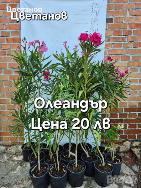 Олеандър (Зокум/Лян), снимка 1