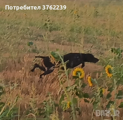 Работещ Курцхар на 5 години., снимка 1