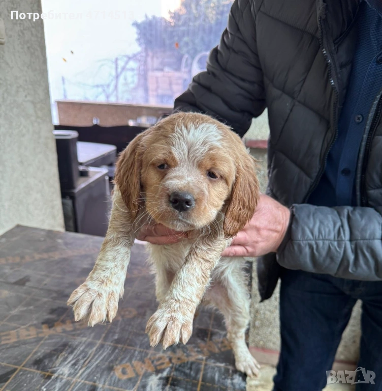 Епаньол Бретон, снимка 1