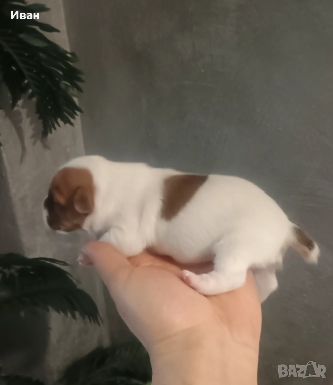 Джак Ръсел териер, снимка 1