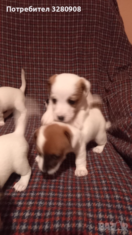 Малки кученца Джак Ръсел , снимка 1