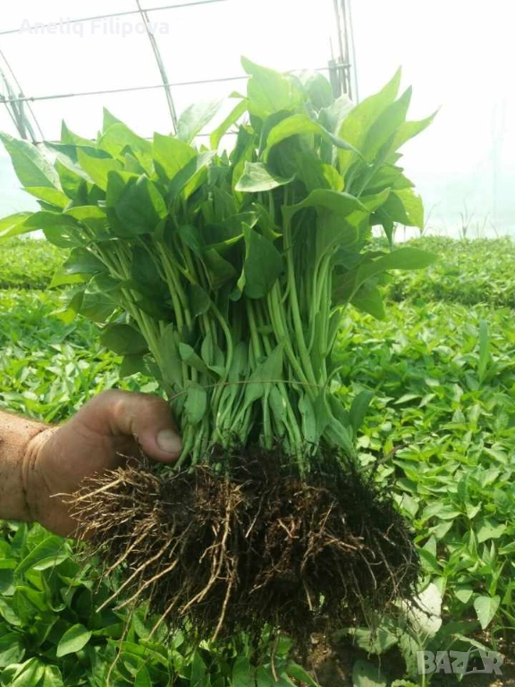 Продавам разсад за Пипер, Домати и Краставици , снимка 1