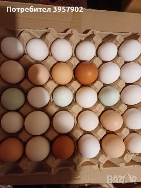 Разплодни яйца от кокошки., снимка 1