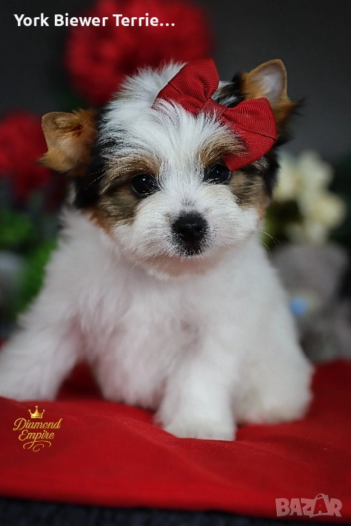 Йоркширски Териер! Мини момиче- Малка принцесса за отговорно семейство!, снимка 1