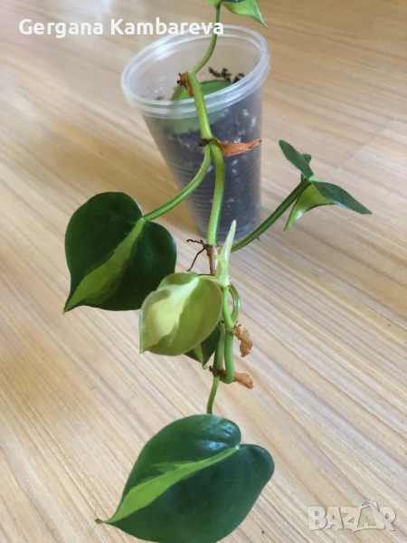 Philodendron Cream Splash , снимка 1