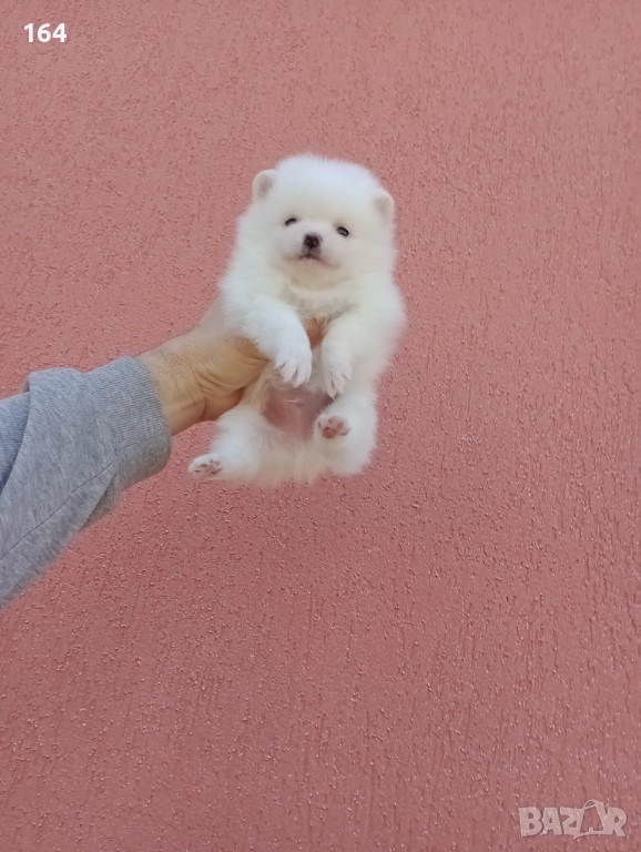 Мъжки и женски бели Померани., снимка 1