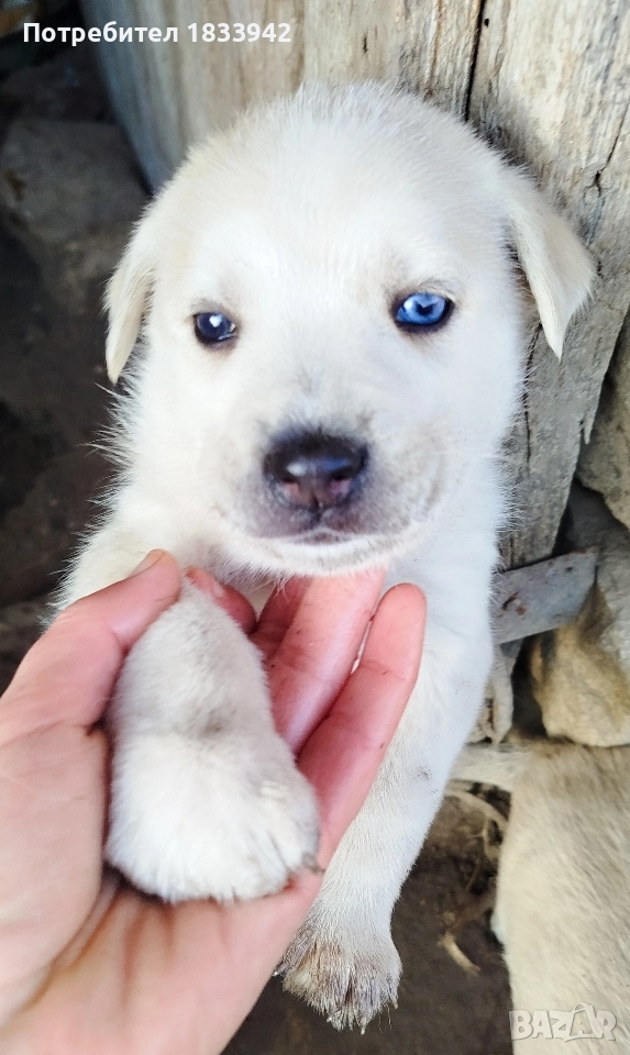 Кученца , снимка 1