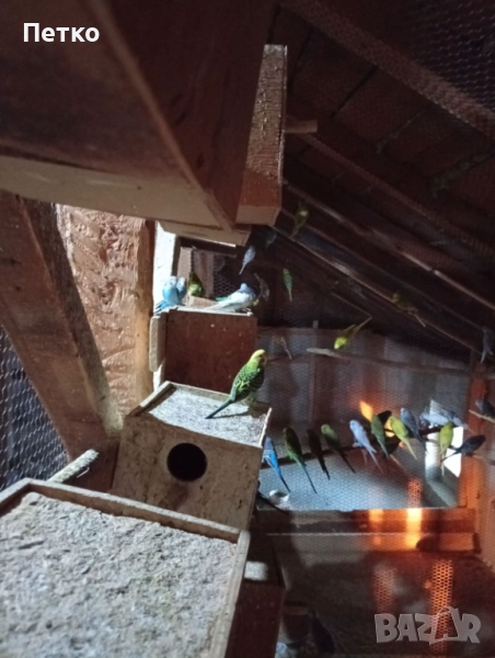 Папагали вълнисти , снимка 1