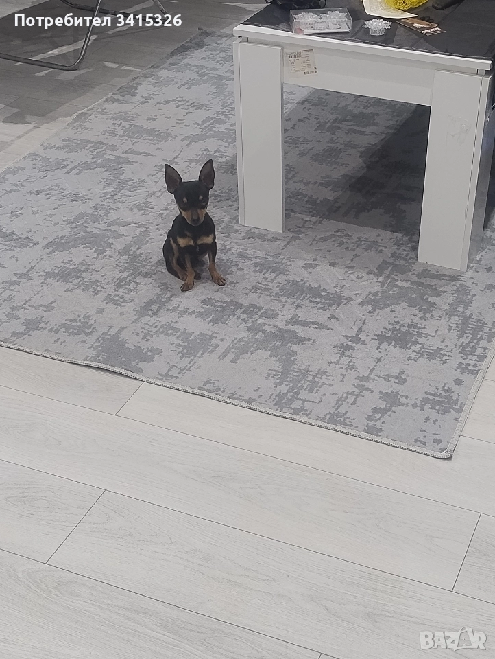 пинчер за разплод , снимка 1