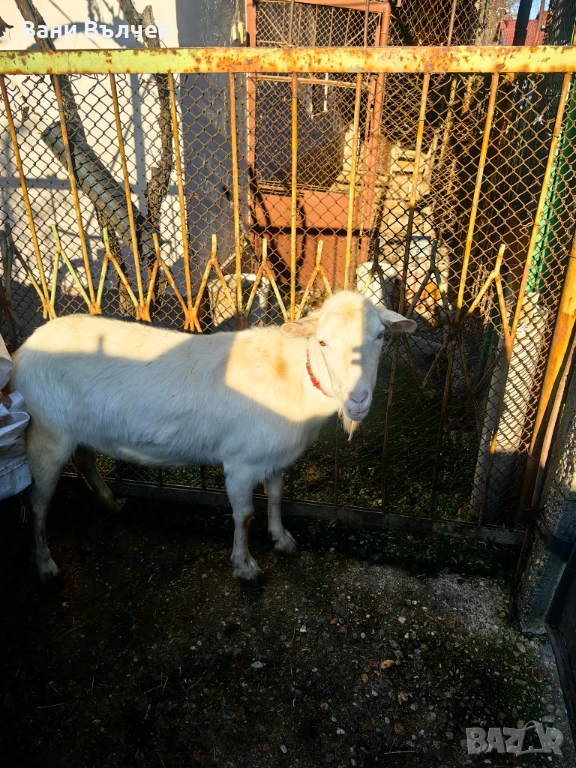 Продавам  коза за клане, снимка 1