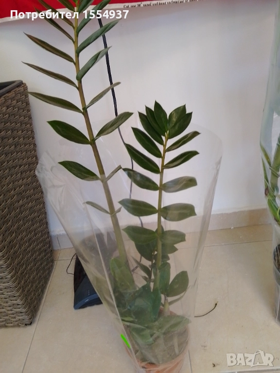 Замиокулкас 60см, ново, снимка 1