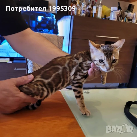 Бенгалски котета, снимка 11 - Други - 50151079