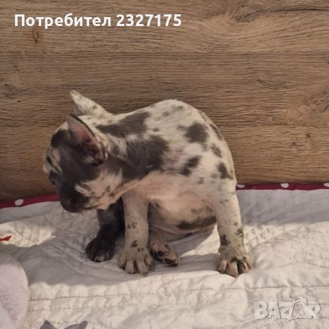 Синьо мерле френско булдоче , снимка 1 - Френски булдог - 39935041