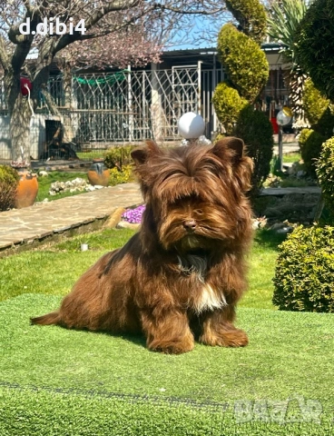 Мъжки йоркширски териер -шоколадово на 5 месеца !!