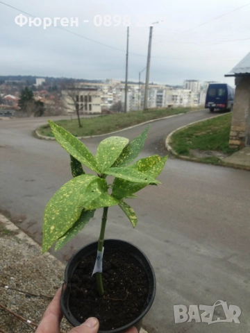 Аукуба -Aucuba, снимка 10 - Разсади - 52383880