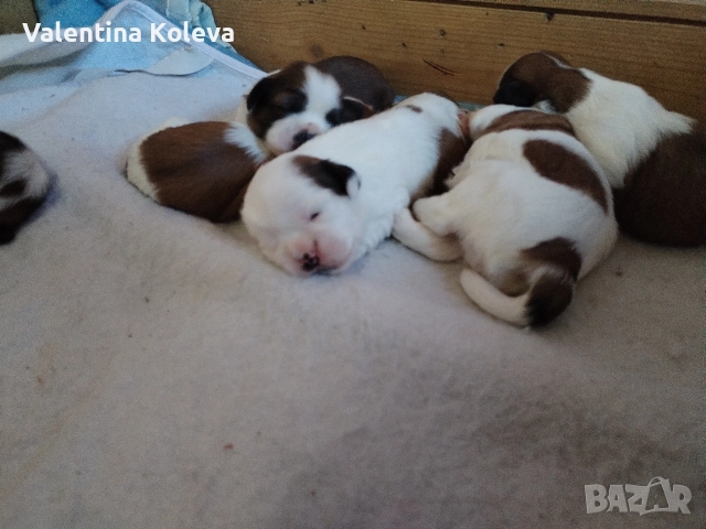 Малки кученца порода Ши Тцу , снимка 2 - Ши Тцу - 52838430