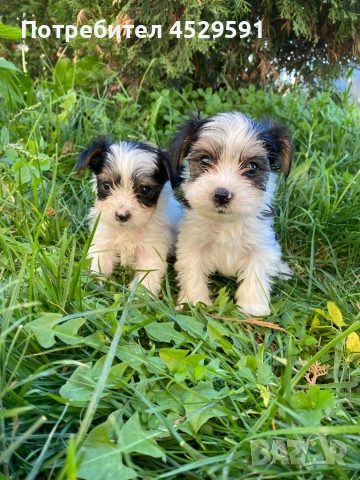 Бивер Бивър йорки йоркширски териер