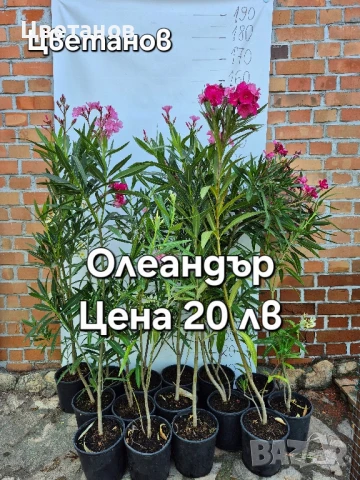 Олеандър (Зокум/Лян)