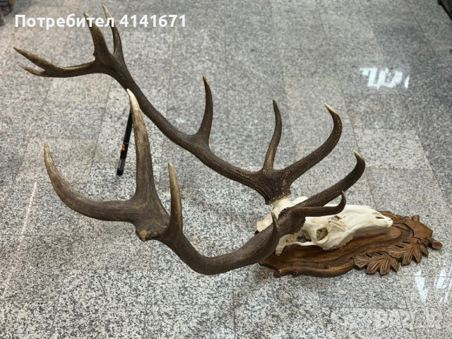 Еленски Череп с рога и дърворезба за украса  , снимка 2 - Други стоки за дома - 53512986