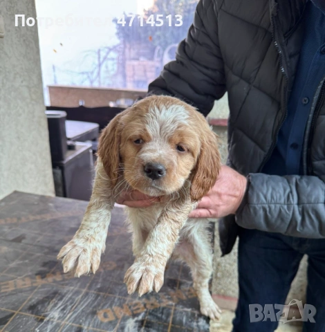 Епаньол Бретон, снимка 1