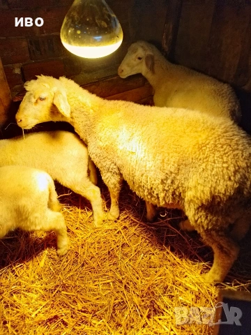 овце, снимка 2 - Овце - 53478113