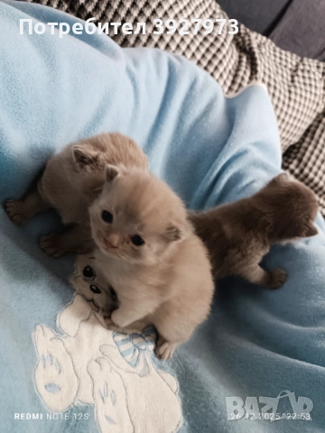 Прекрасни британски котета , снимка 3 - Британска късокосместа - 52913327