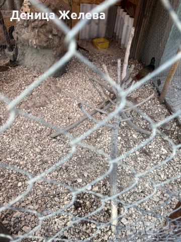 Продавам фазани,пауни, мандаринки, снимка 8 - други­ - 53856196