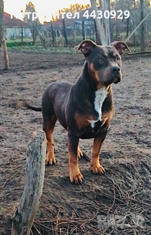 Американско Були XL