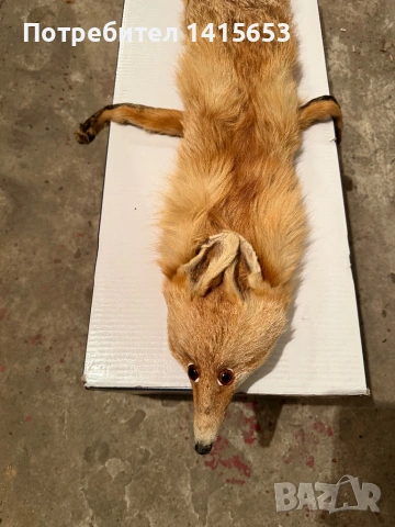 Продавам препарирана лисица