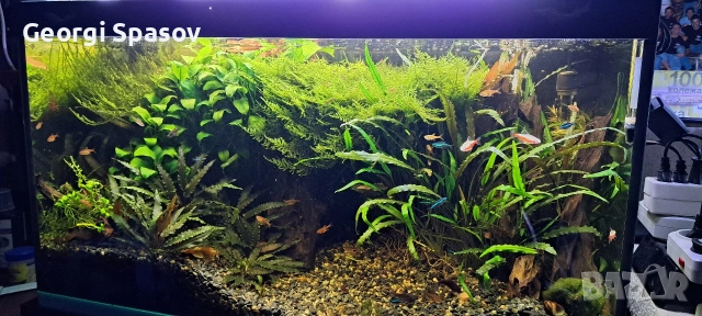 Продавам 25 литров аквариум, снимка 3 - Аквариуми - 54128694