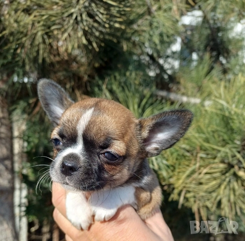 Чистокръвни чихуахуа , снимка 10 - Чихуахуа - 53837651