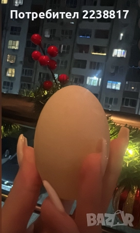 Домашни Прясни Патешки Яйца 