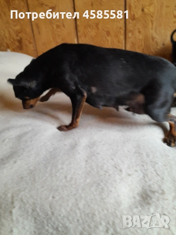 Сърнисти пинери, снимка 17 - Пинчер - 52995417