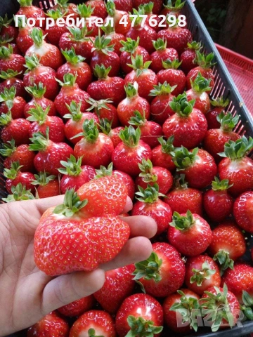 Разсад малини и ягоди, снимка 4 - Разсади - 53960729