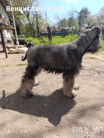 Цверг шнауцер, цвергшнауцер мини шнауцер, снимка 5 - Други - 53054533