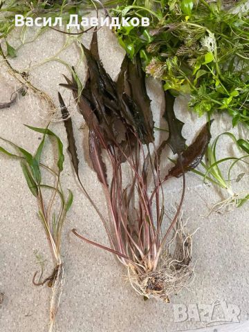 Пакет растения над 15 вида лесни за отглеждане, снимка 8 - Оборудване за аквариуми - 45264173
